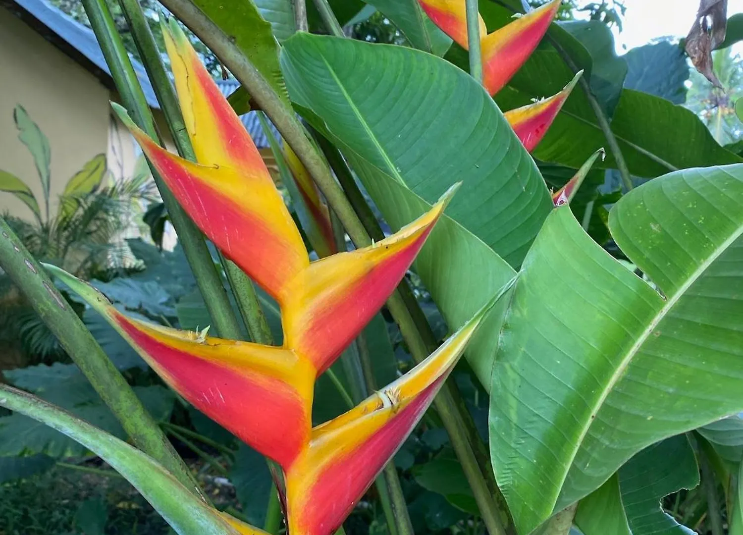 Campito Loving Bed & Breakfast Higuey